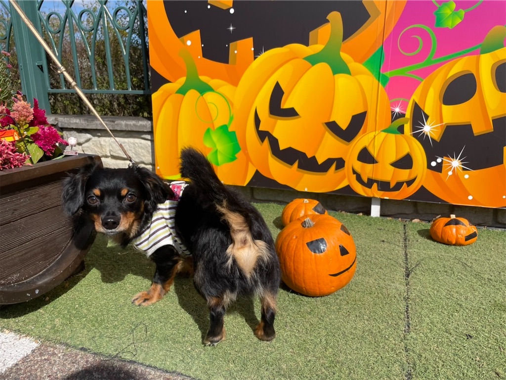 f:id:goukakuigakubu:20211023210752j:image
