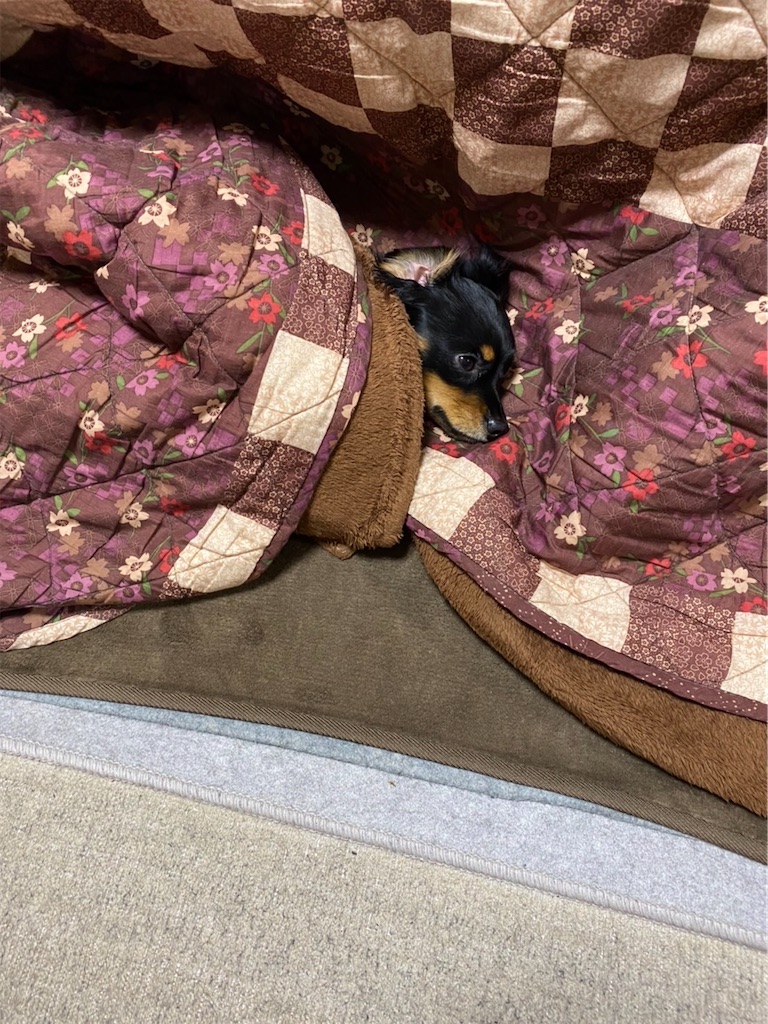 f:id:goukakuigakubu:20220309225833j:image