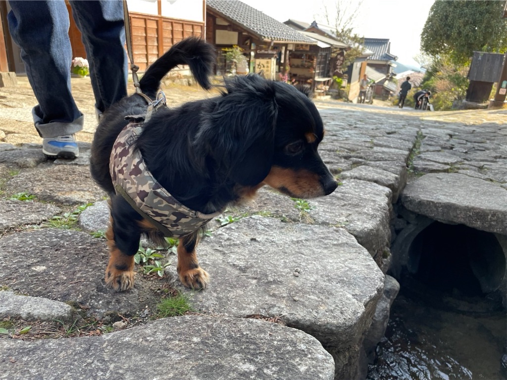 f:id:goukakuigakubu:20220410150853j:image