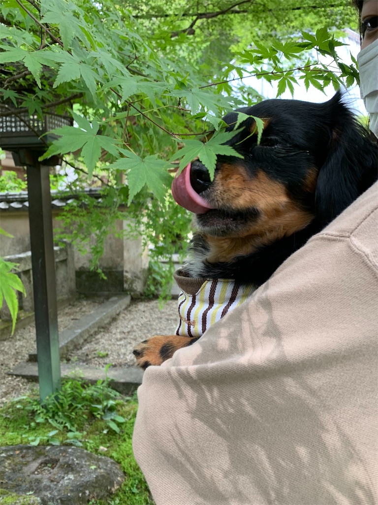 f:id:goukakuigakubu:20220501191646j:image
