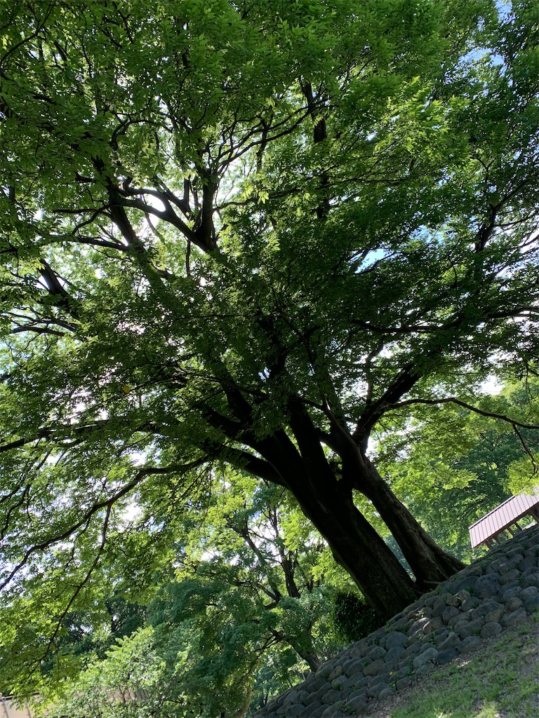 f:id:goukakuigakubu:20220507222448j:image