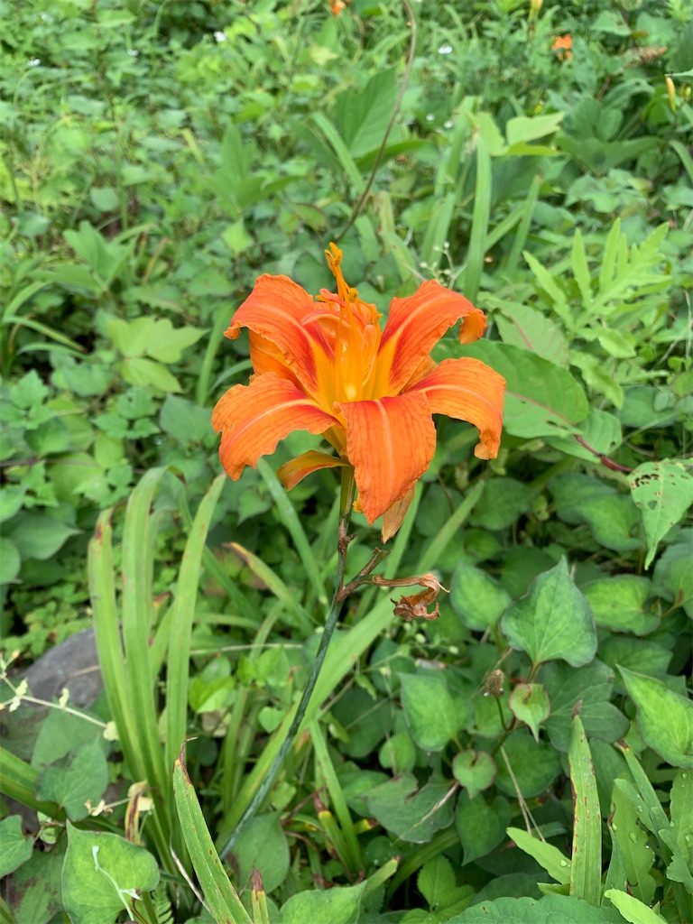 f:id:goukakuigakubu:20220716212112j:image