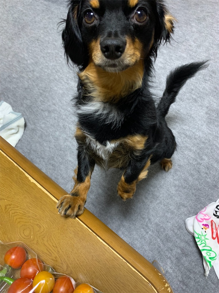 f:id:goukakuigakubu:20220801160715j:image f:id:goukakuigakubu:20220801160715j:image