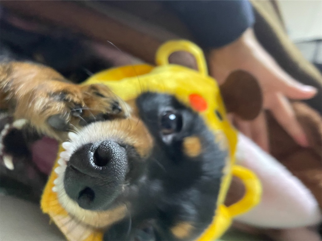 f:id:goukakuigakubu:20221102115828j:image
