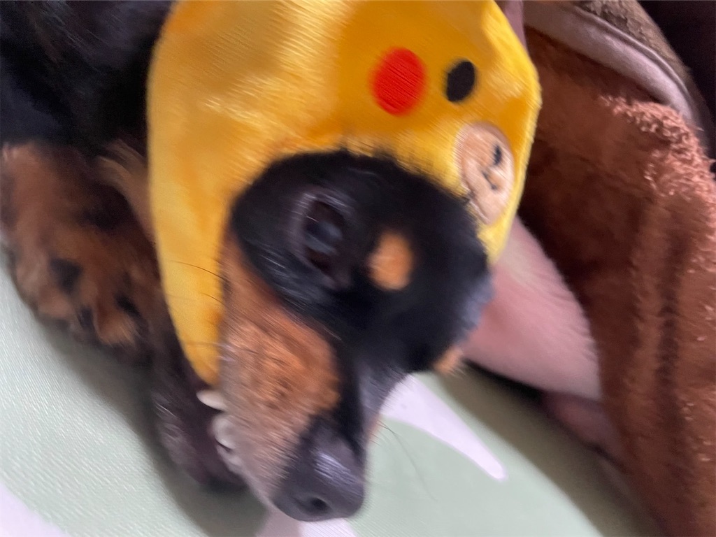 f:id:goukakuigakubu:20221102115832j:image