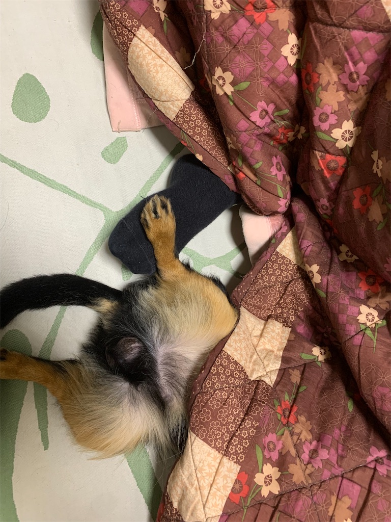 f:id:goukakuigakubu:20230211171535j:image f:id:goukakuigakubu:20230211171535j:image