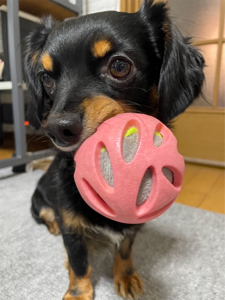 f:id:goukakuigakubu:20230222100501j:image