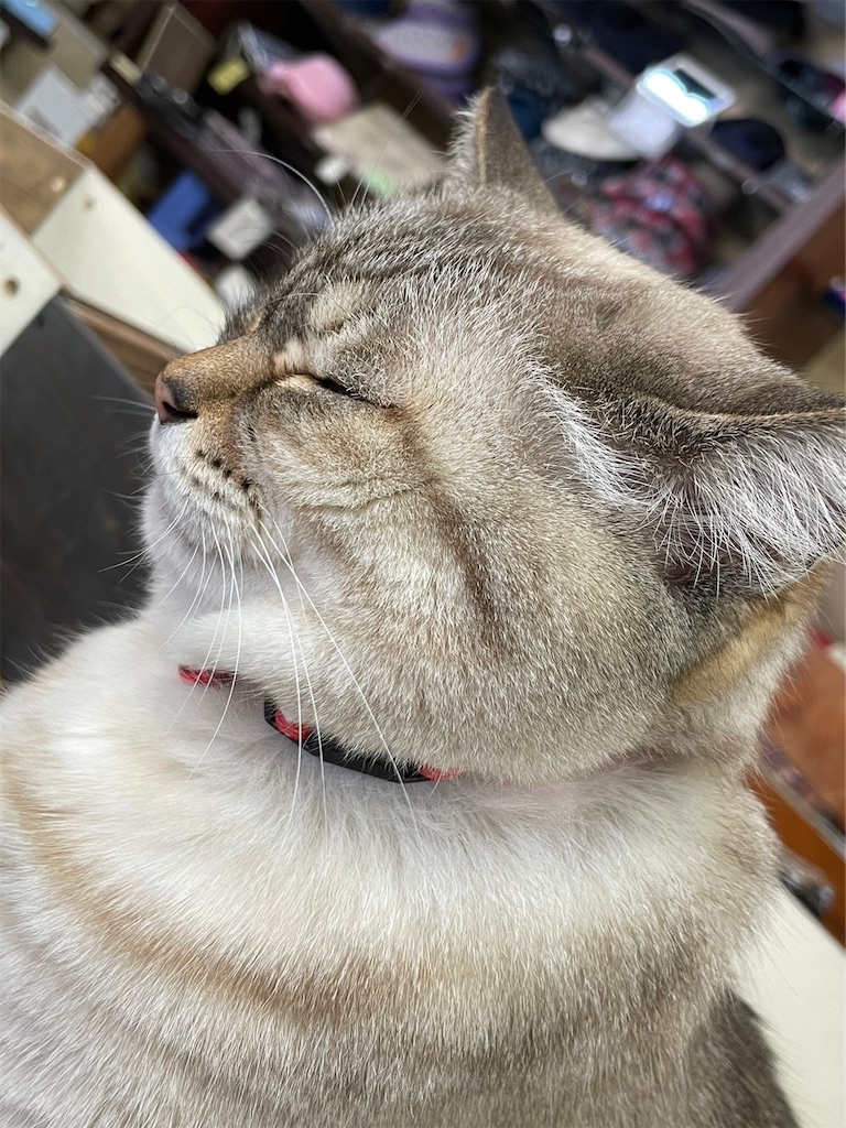 f:id:goukakuigakubu:20230225204413j:image
