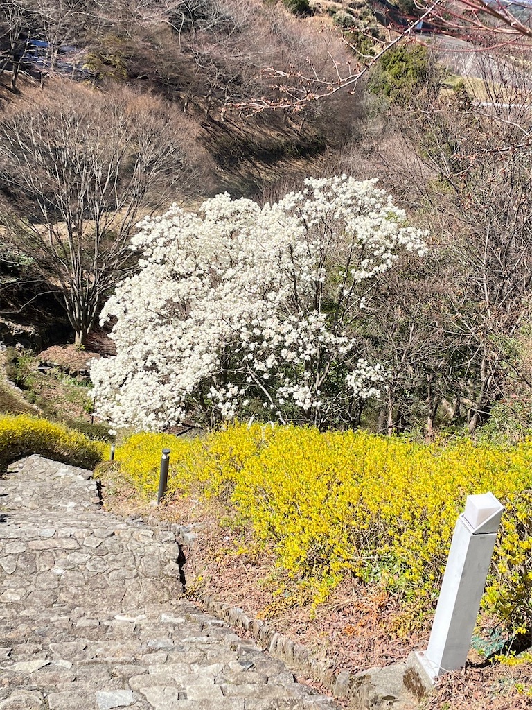 f:id:goukakuigakubu:20230320183200j:image f:id:goukakuigakubu:20230320183200j:image