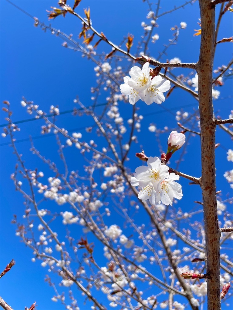 f:id:goukakuigakubu:20230320183304j:image f:id:goukakuigakubu:20230320183304j:image