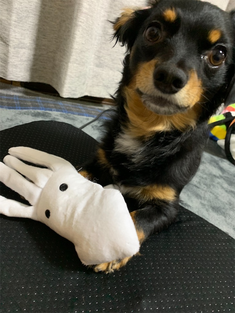 f:id:goukakuigakubu:20230320184737j:image f:id:goukakuigakubu:20230320184737j:image