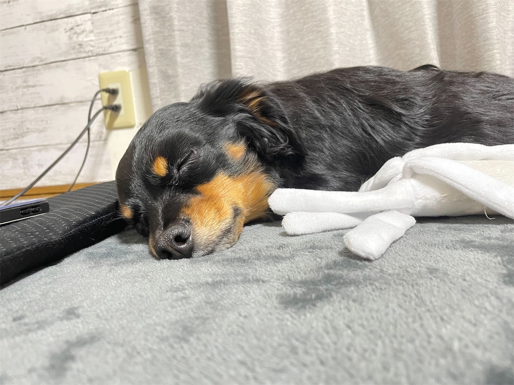 f:id:goukakuigakubu:20230321165445j:image f:id:goukakuigakubu:20230321165445j:image