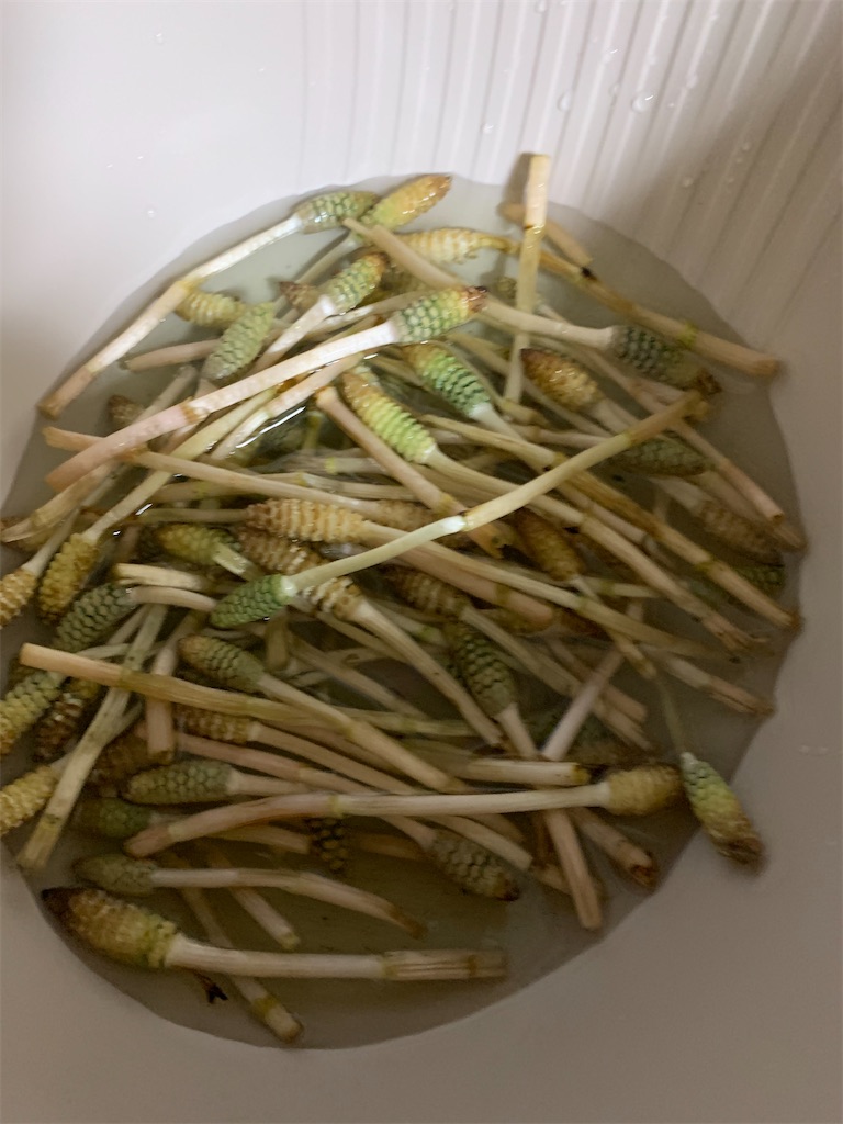 f:id:goukakuigakubu:20230322142644j:image