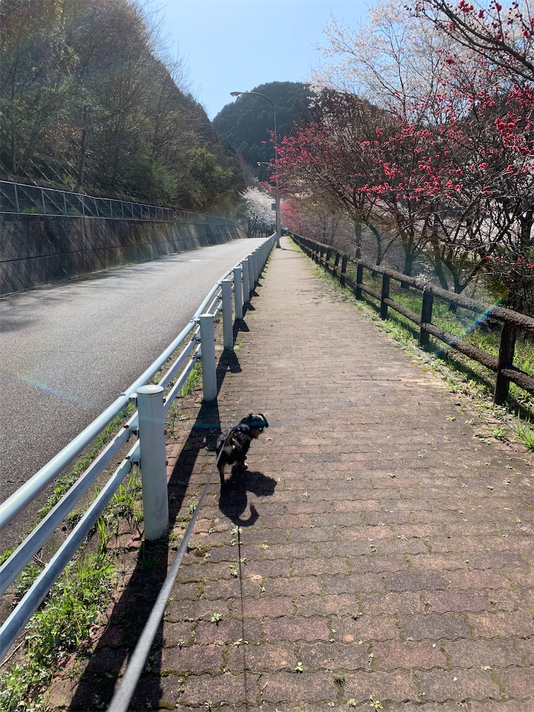 f:id:goukakuigakubu:20230330155440j:image