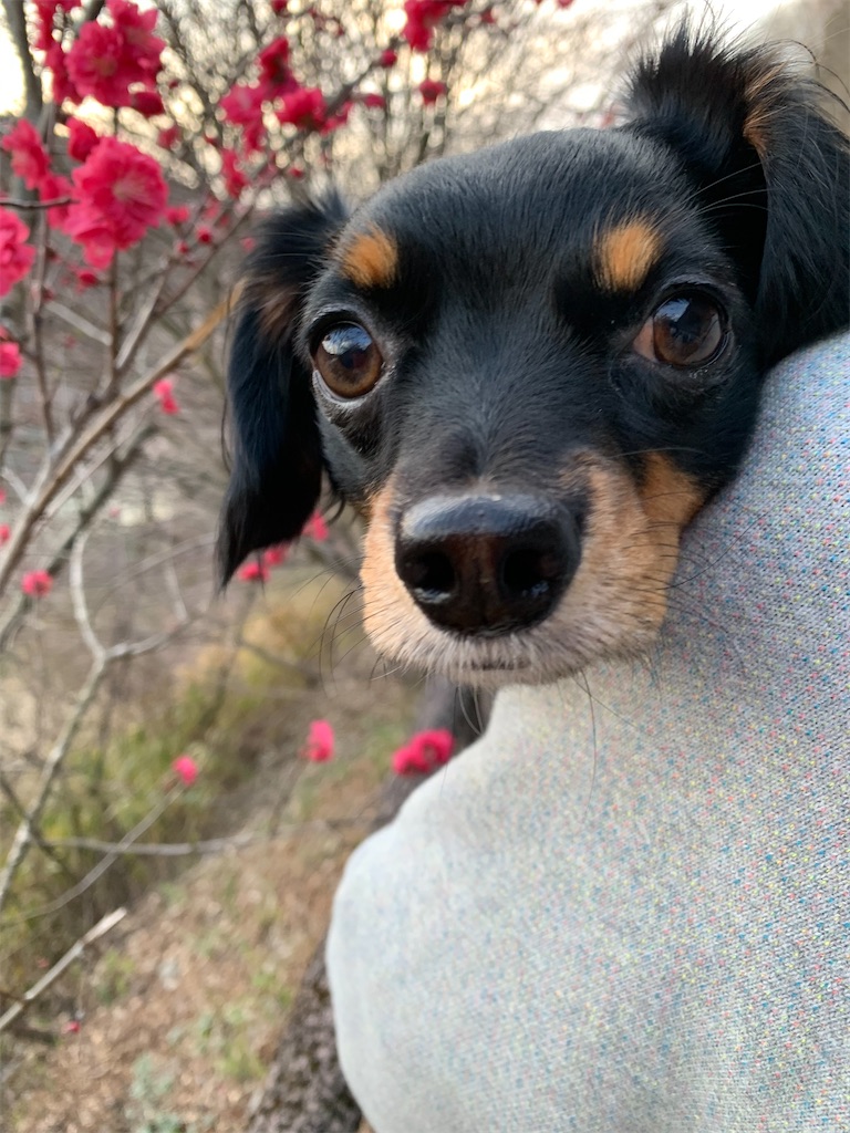 f:id:goukakuigakubu:20230331162416j:image