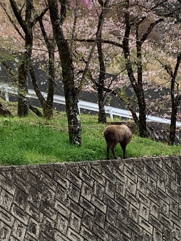 f:id:goukakuigakubu:20230405203517j:image