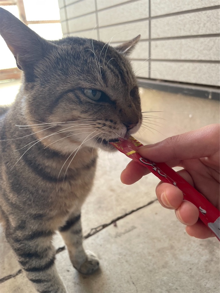 f:id:goukakuigakubu:20230702094945j:image f:id:goukakuigakubu:20230702094945j:image