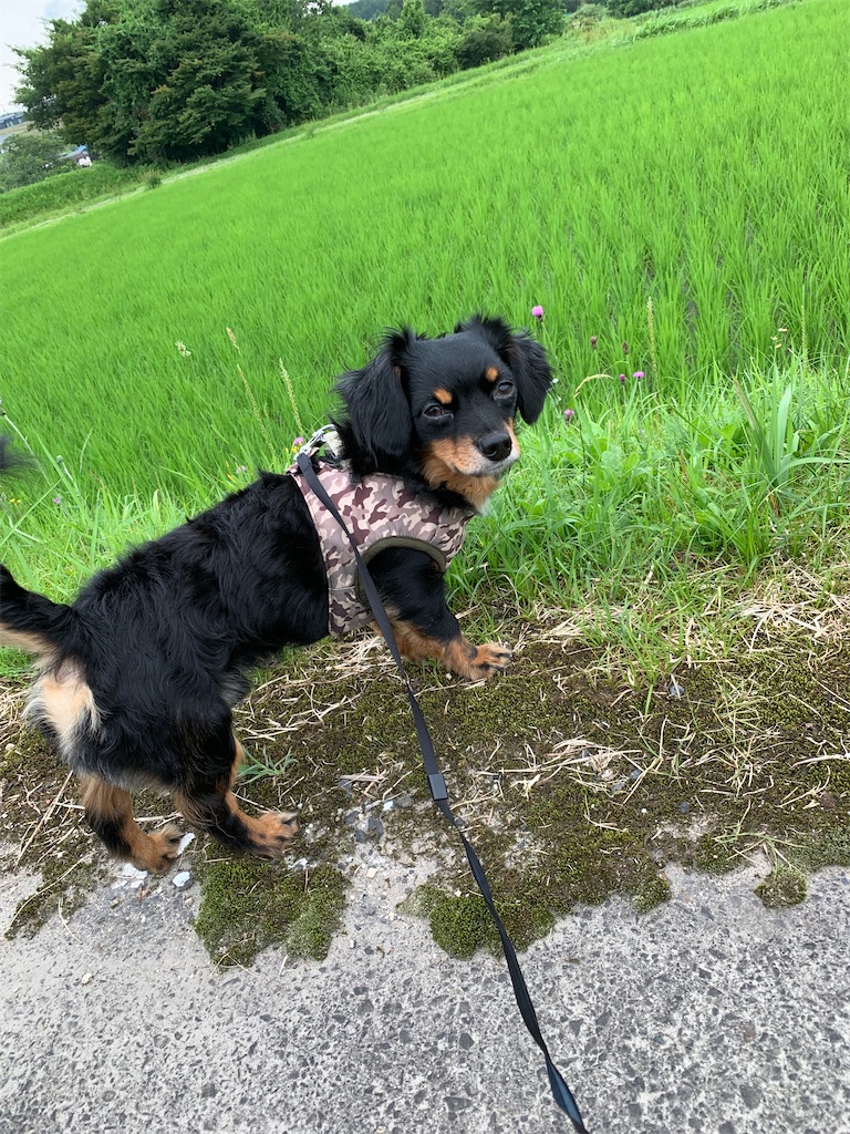 f:id:goukakuigakubu:20230705112923j:image f:id:goukakuigakubu:20230705112923j:image