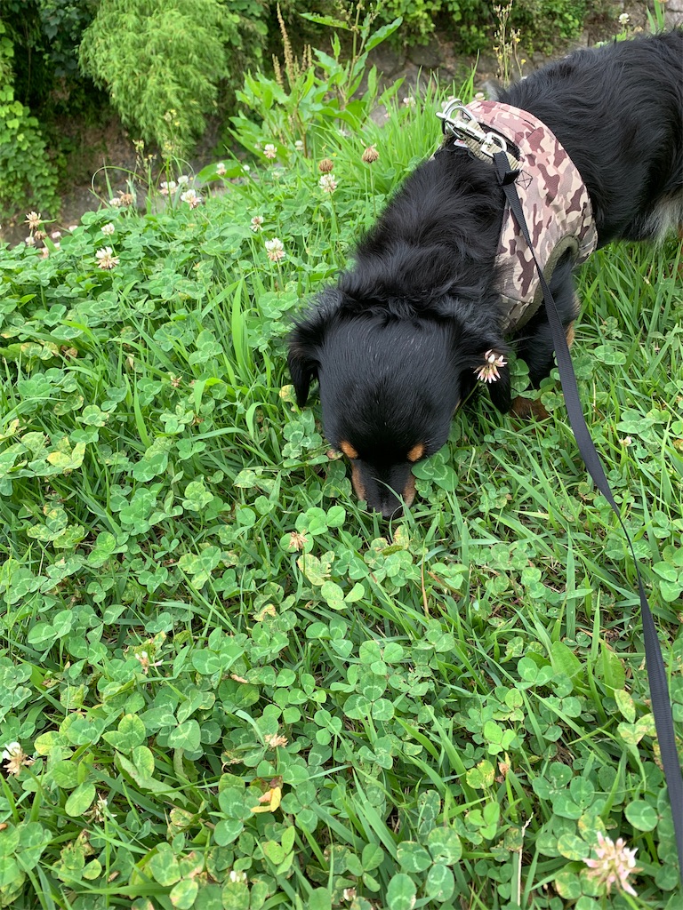 f:id:goukakuigakubu:20230706111357j:image f:id:goukakuigakubu:20230706111357j:image