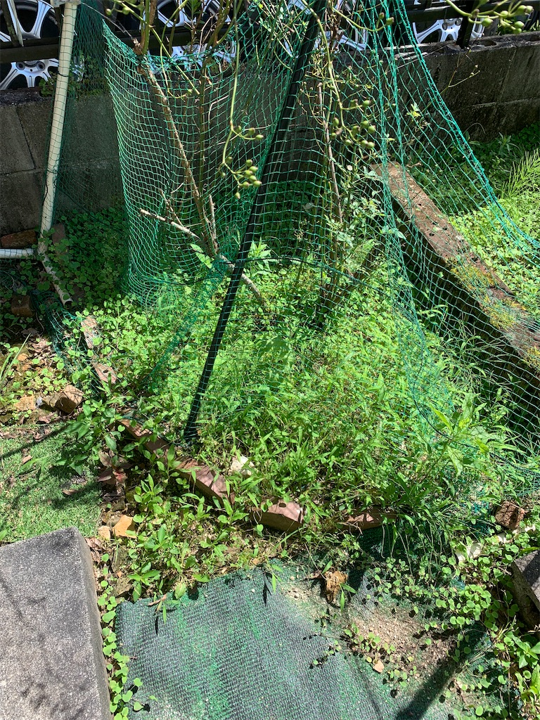 f:id:goukakuigakubu:20230720212320j:image