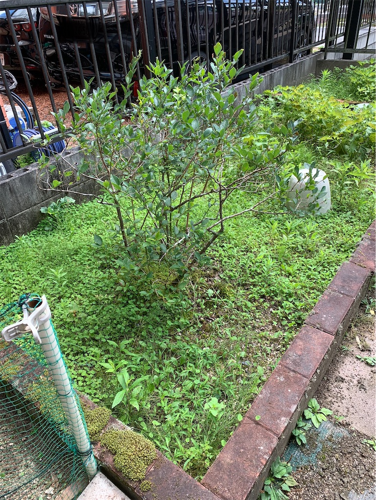 f:id:goukakuigakubu:20230720212359j:image