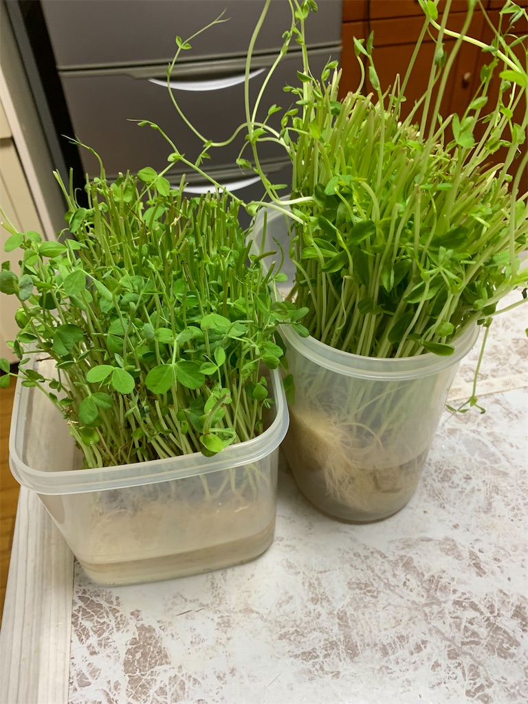 f:id:goukakuigakubu:20230722085319j:image f:id:goukakuigakubu:20230722085319j:image