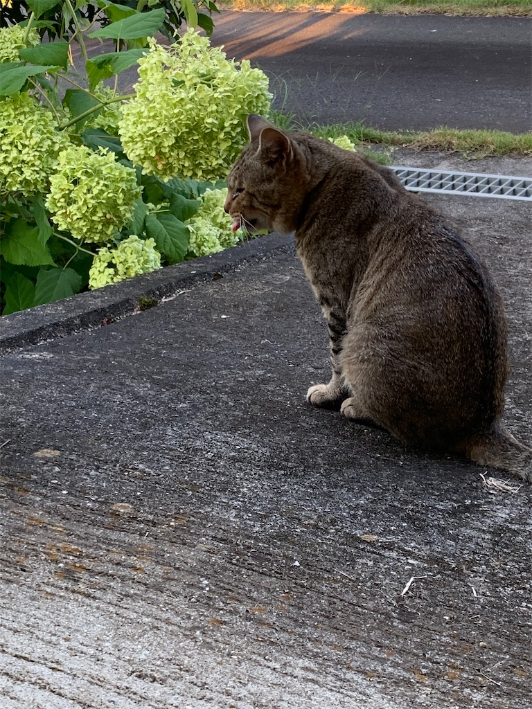 f:id:goukakuigakubu:20230731095928j:image