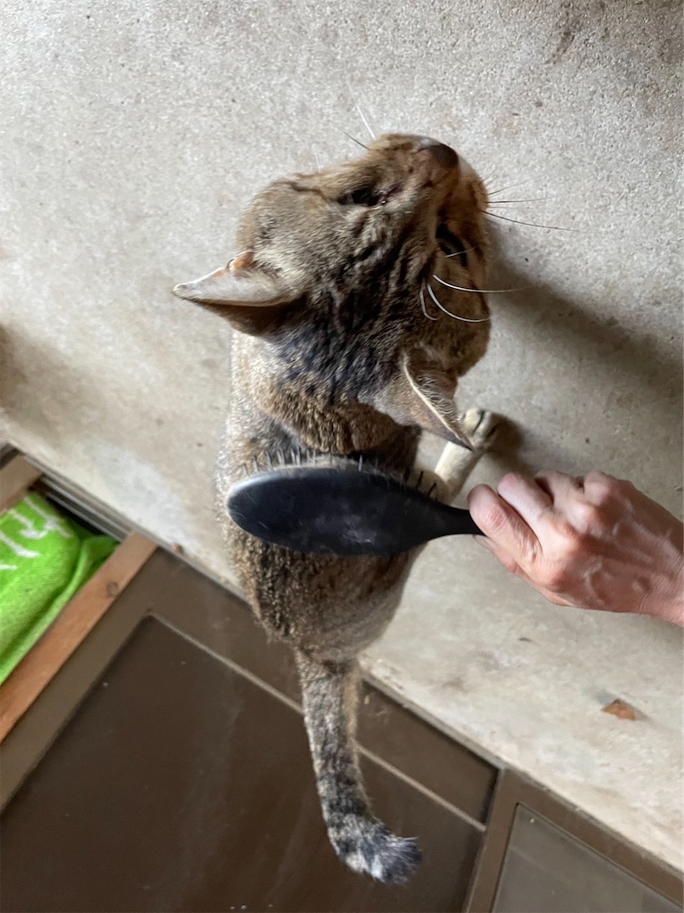 f:id:goukakuigakubu:20230731160239j:image