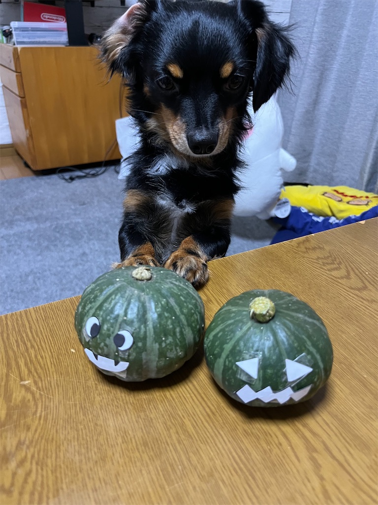 f:id:goukakuigakubu:20231009110526j:image