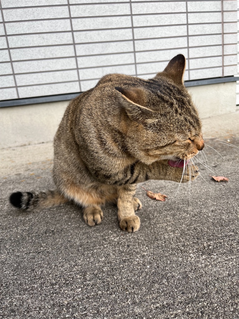 f:id:goukakuigakubu:20231101092122j:image