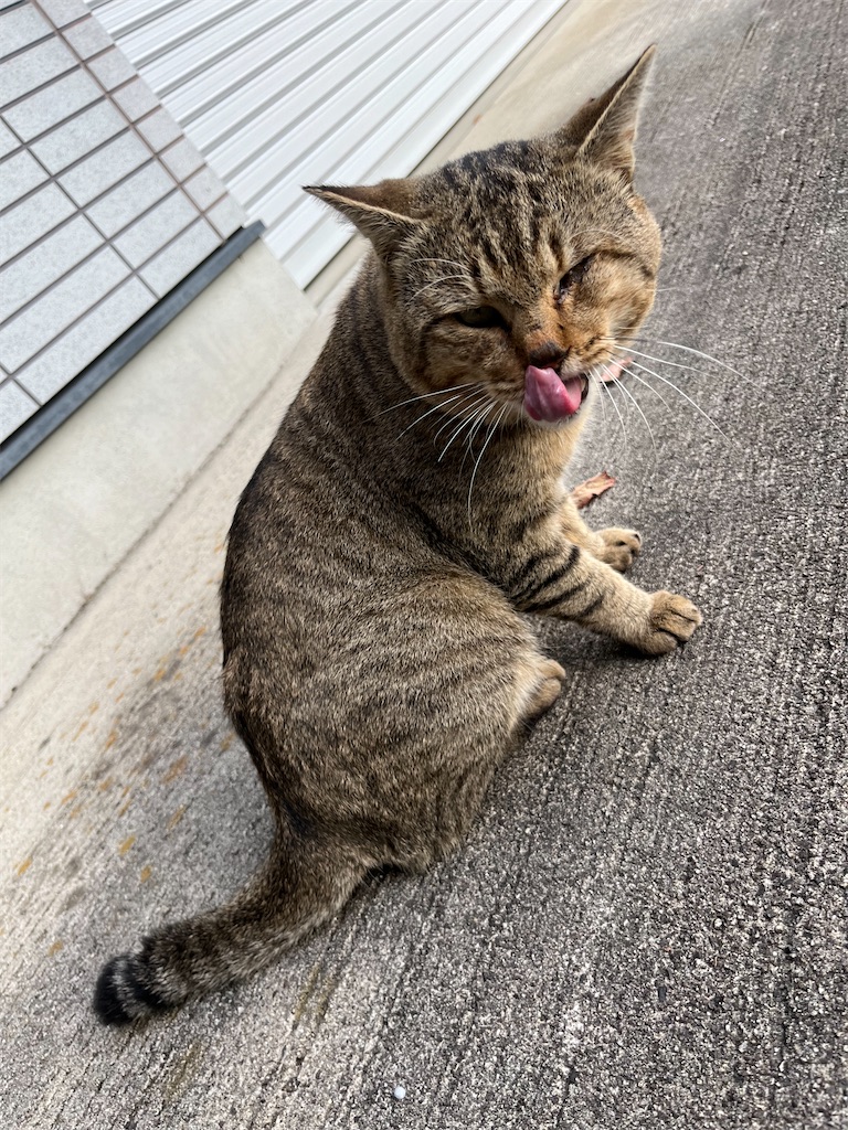 f:id:goukakuigakubu:20231101092125j:image