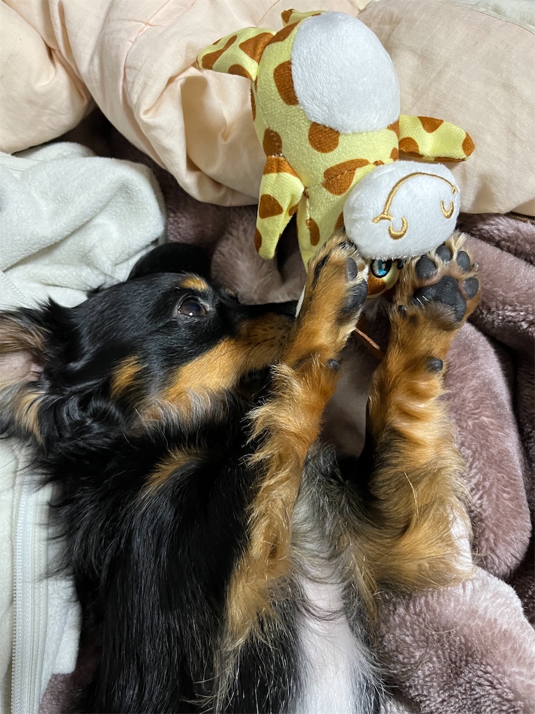 f:id:goukakuigakubu:20231101093136j:image