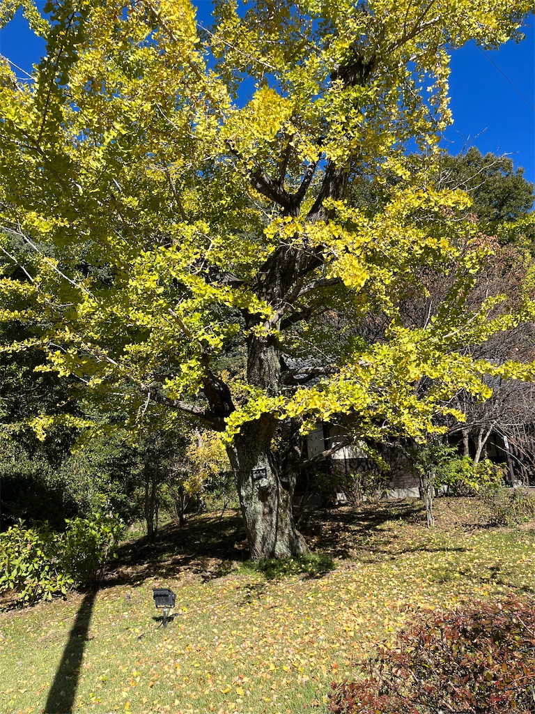 f:id:goukakuigakubu:20231102182122j:image