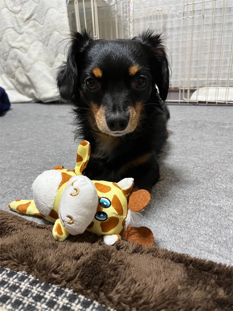 f:id:goukakuigakubu:20231107113916j:image f:id:goukakuigakubu:20231107113916j:image