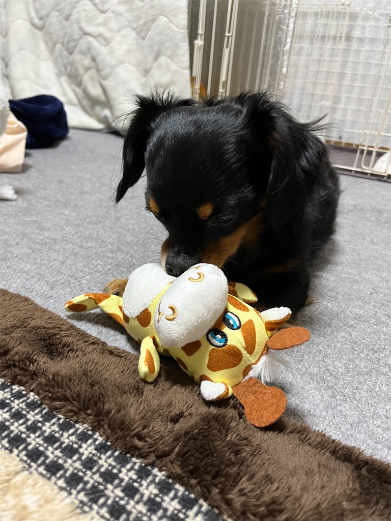 f:id:goukakuigakubu:20231107113919j:image f:id:goukakuigakubu:20231107113919j:image