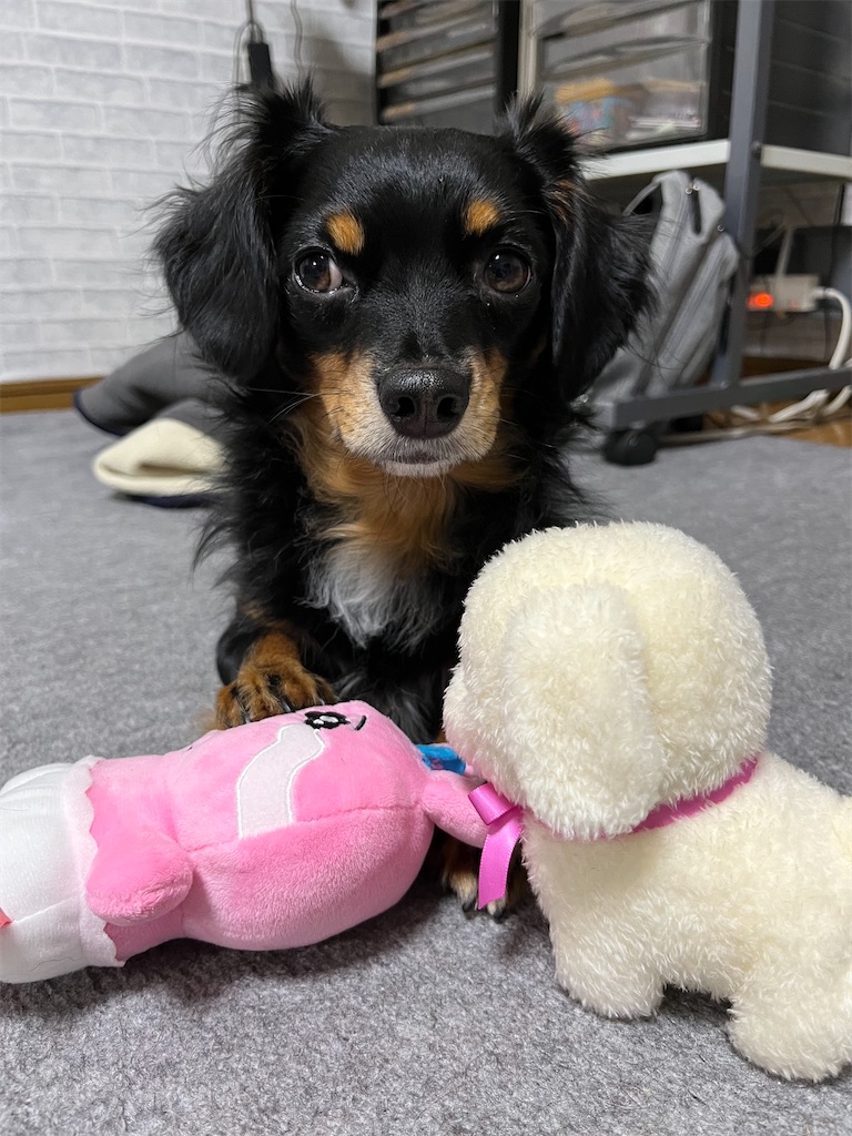 f:id:goukakuigakubu:20231120104214j:image f:id:goukakuigakubu:20231120104214j:image