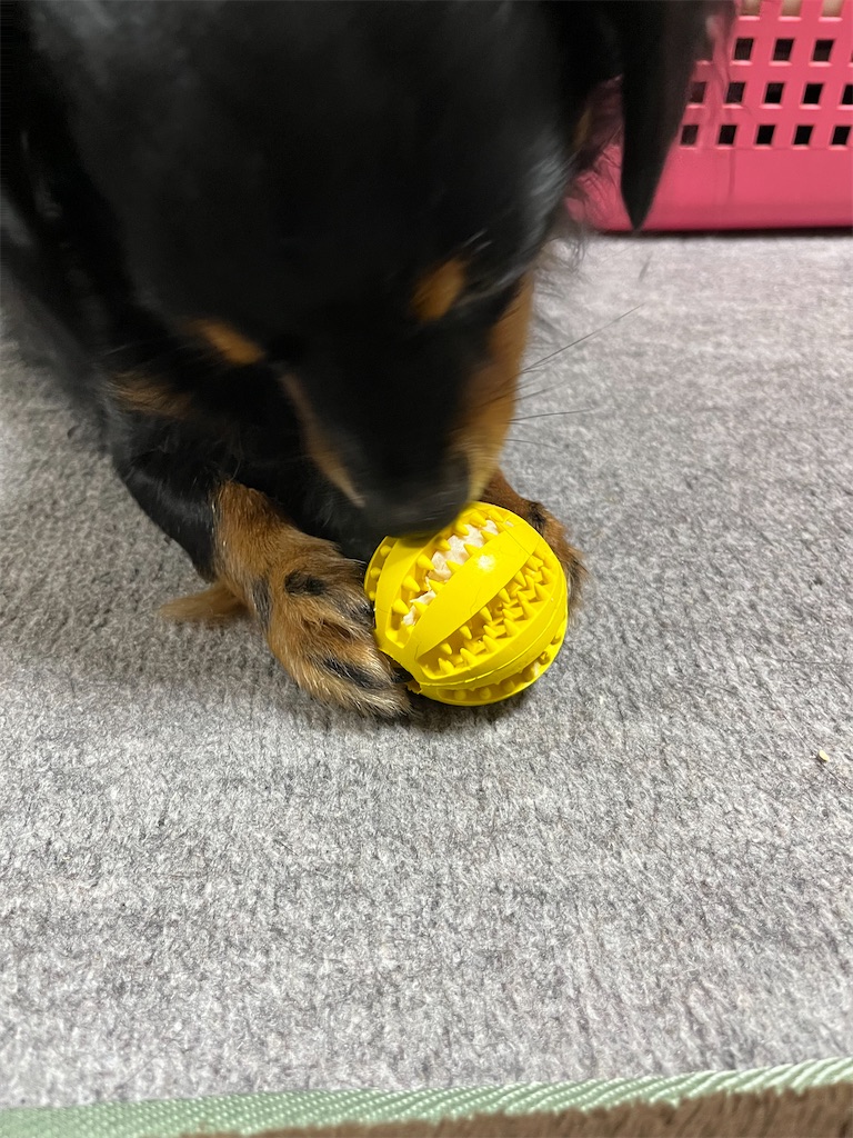 f:id:goukakuigakubu:20231124203853j:image f:id:goukakuigakubu:20231124203853j:image