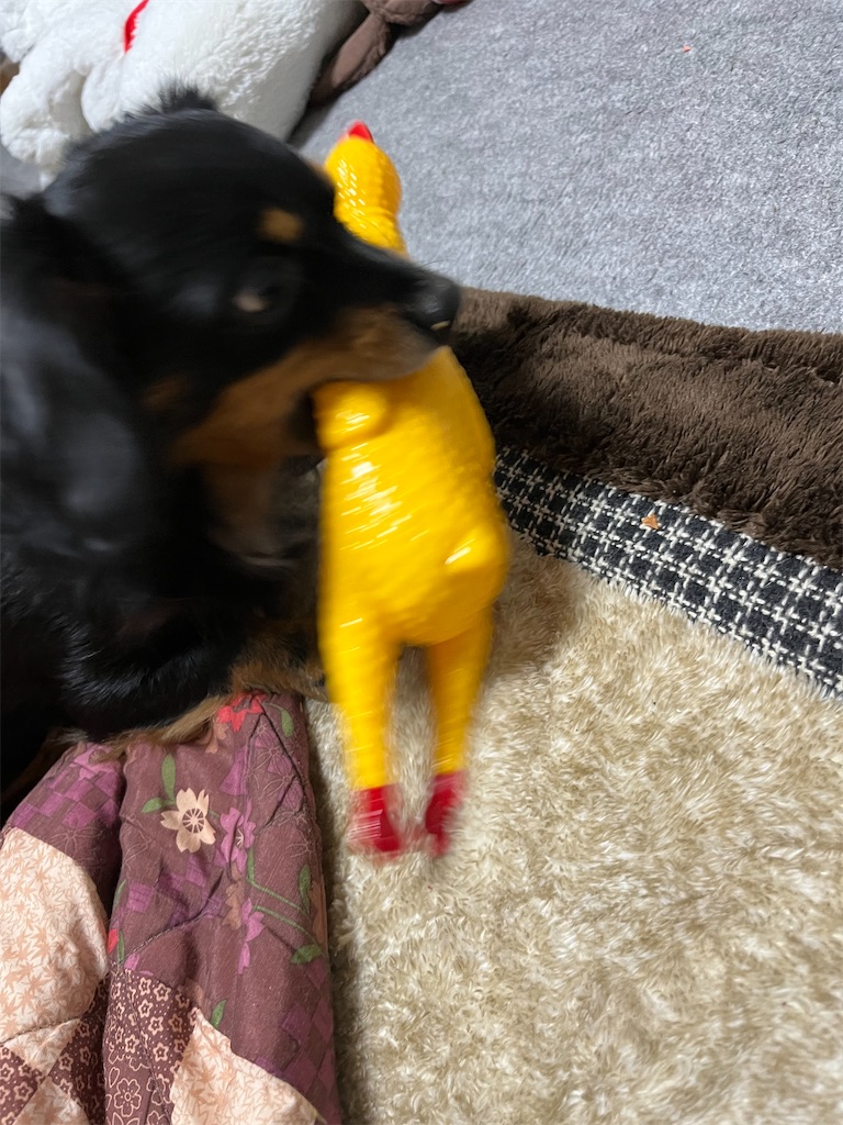 f:id:goukakuigakubu:20231128100852j:image