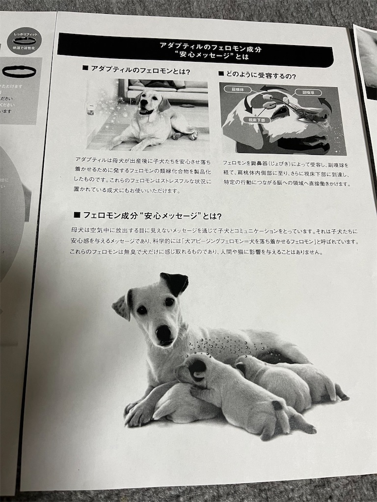 f:id:goukakuigakubu:20240119084515j:image