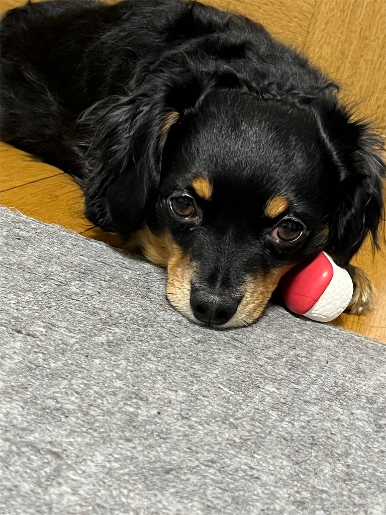 f:id:goukakuigakubu:20240213190605j:image f:id:goukakuigakubu:20240213190605j:image