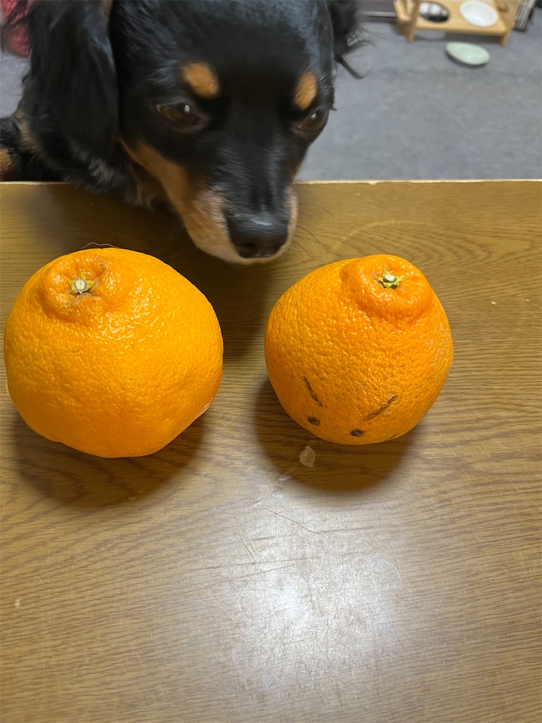 f:id:goukakuigakubu:20240214153301j:image