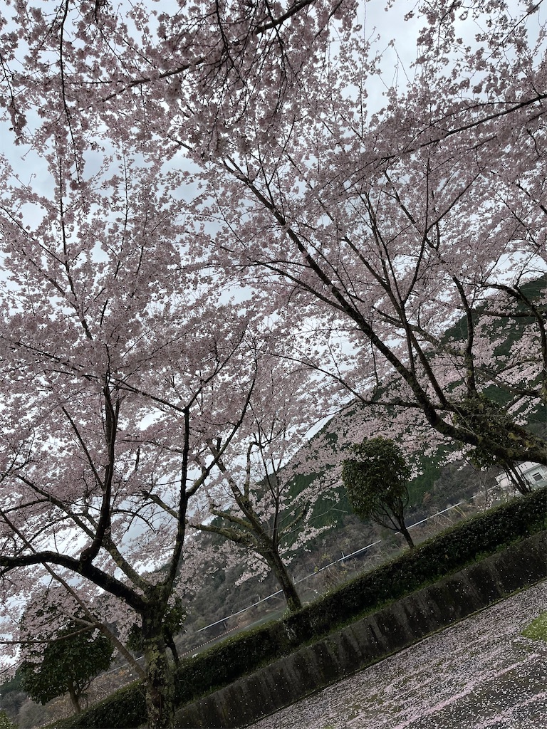 f:id:goukakuigakubu:20240410132152j:image