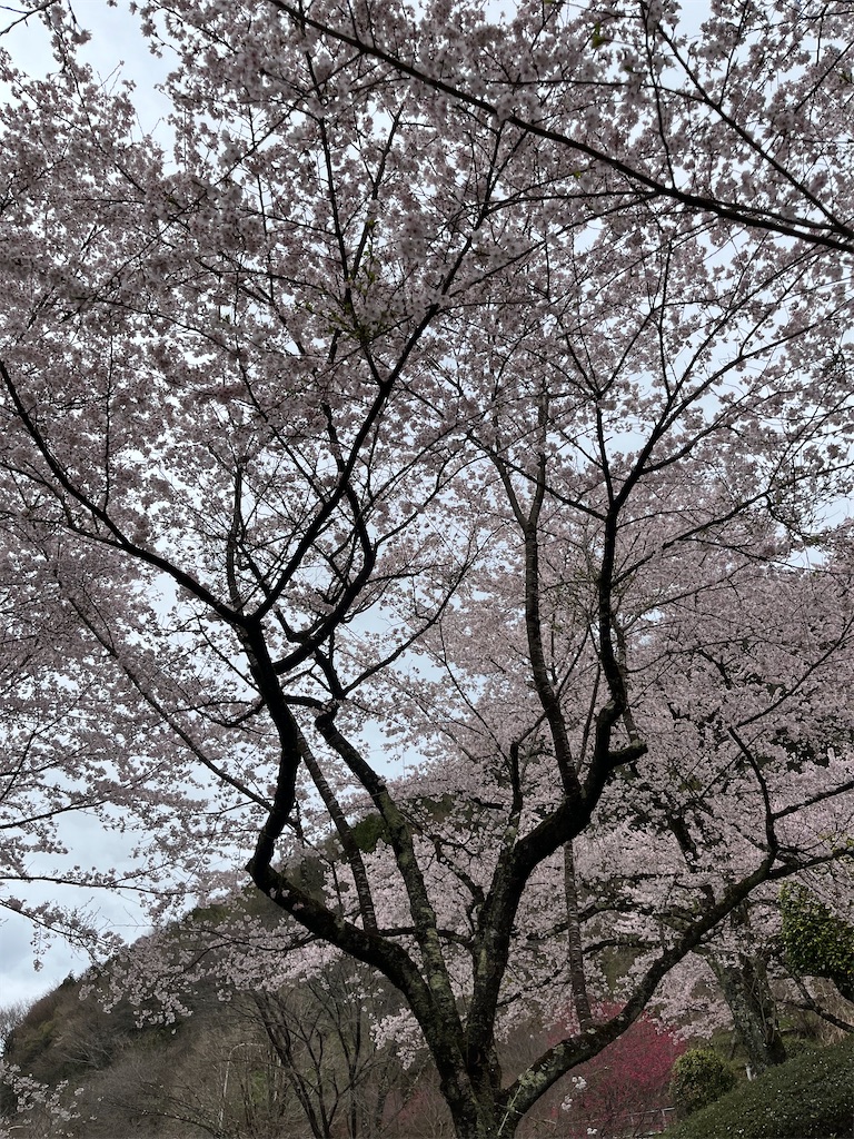 f:id:goukakuigakubu:20240410132159j:image