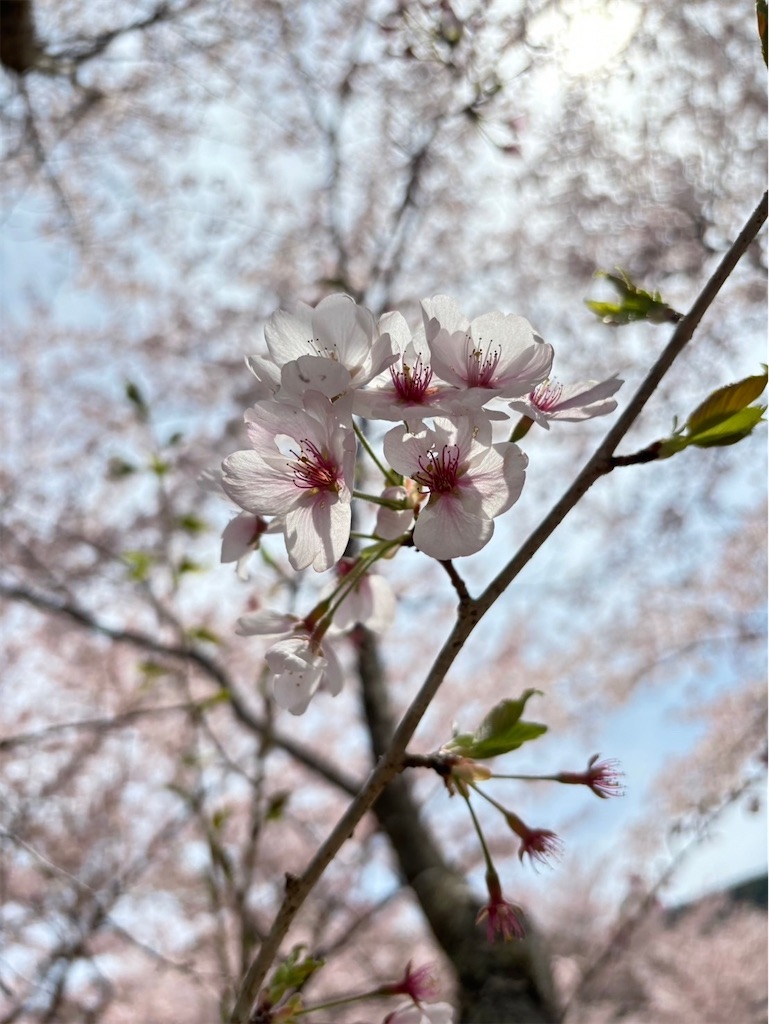 f:id:goukakuigakubu:20240415095658j:image