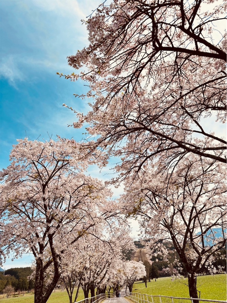 f:id:goukakuigakubu:20240415095704j:image