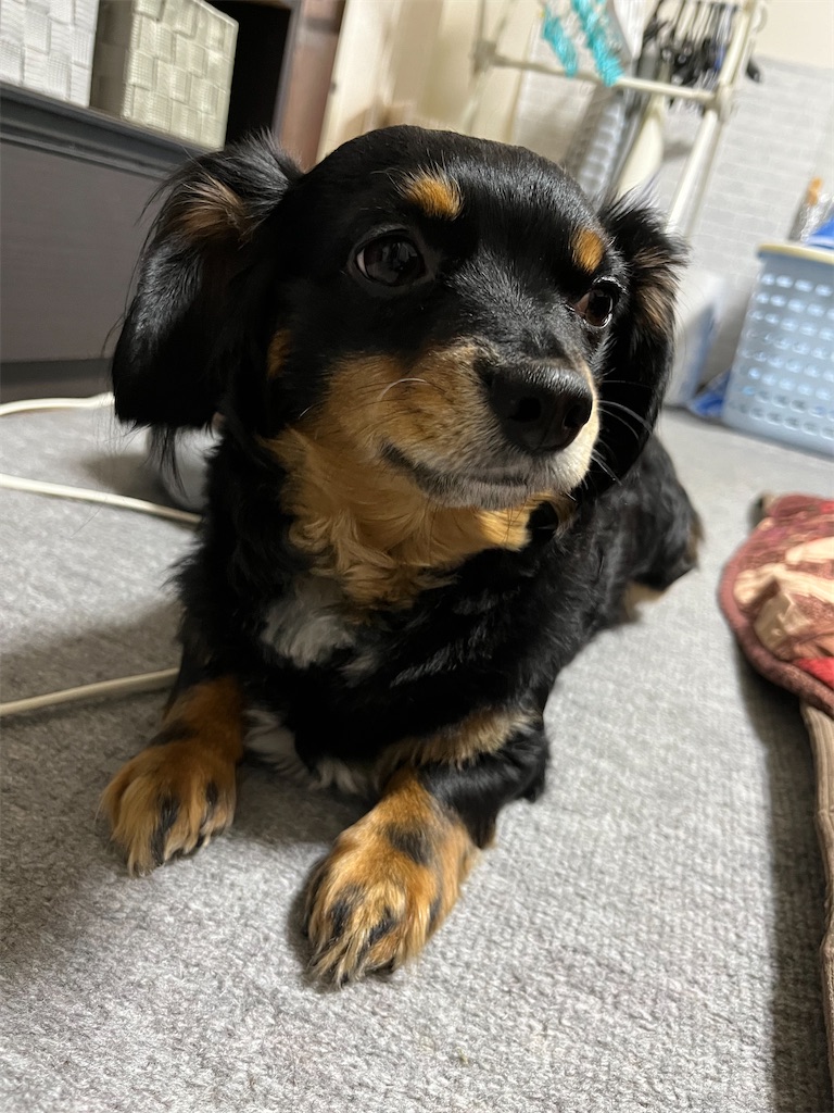 f:id:goukakuigakubu:20240501114510j:image f:id:goukakuigakubu:20240501114510j:image