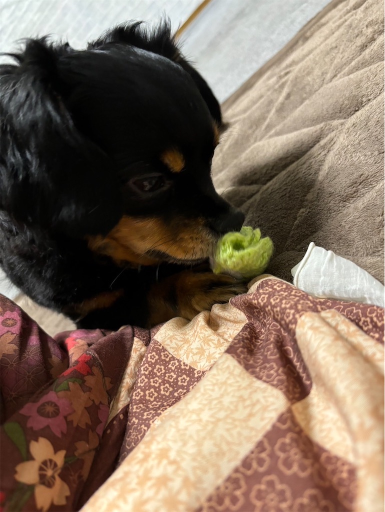 f:id:goukakuigakubu:20240629225910j:image