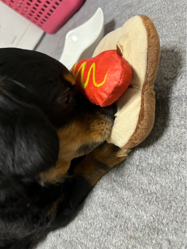 f:id:goukakuigakubu:20240703094139j:image f:id:goukakuigakubu:20240703094139j:image
