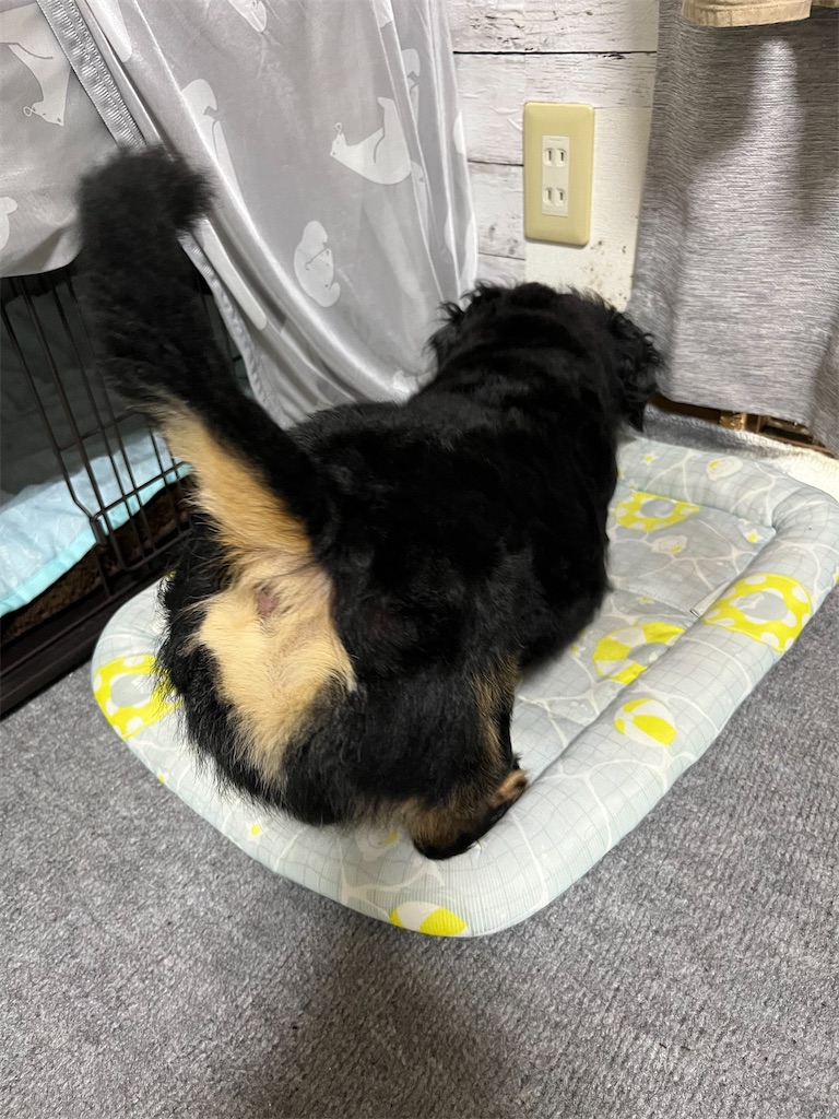 f:id:goukakuigakubu:20240725113801j:image f:id:goukakuigakubu:20240725113801j:image