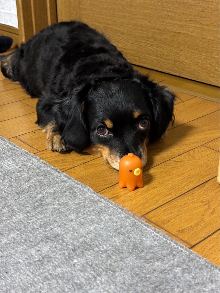 f:id:goukakuigakubu:20240803235420j:image